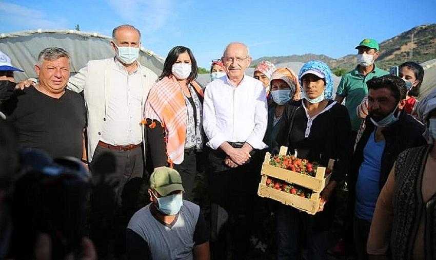 KILIÇDAROĞLU, AYDIN'DA ÇİLEK HASADINA KATILDI