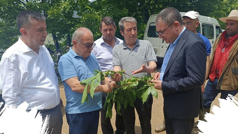 CHP Aydın Milletvekili Evrim Karakoz Köşk'te kestane üreticileri ile buluştu