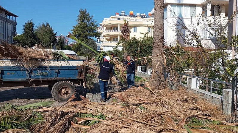 Didim Belediyesi ilçedeki ağaçların kış bakımlarını gerçekleştiriyor