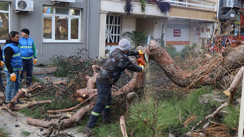 Nazilli’de tehlike oluşturan çam ağacı kaldırıldı