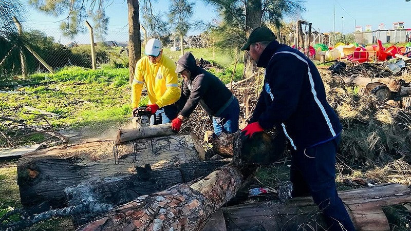 Didim’de budanan ağaçlar ihtiyaç sahiplerine yakacak oluyor