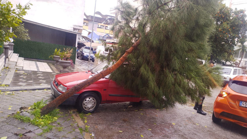 Nazilli Belediyesi’nden devrilen ağaçlara hızlı müdahale