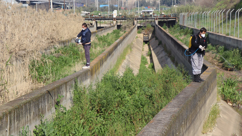 Nazilli Belediyesi sivrisinek ve haşereyle mücadeleye kesintisiz devam ediyor